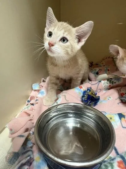 A baby medium-sized male Domestic Short Hair cat named Sebastian for adoption in Pequot Lakes, MN