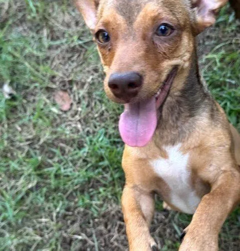 A baby small-sized male Red / Chestnut / Orange Chihuahua dog named Hershey for adoption in Jackson, LA