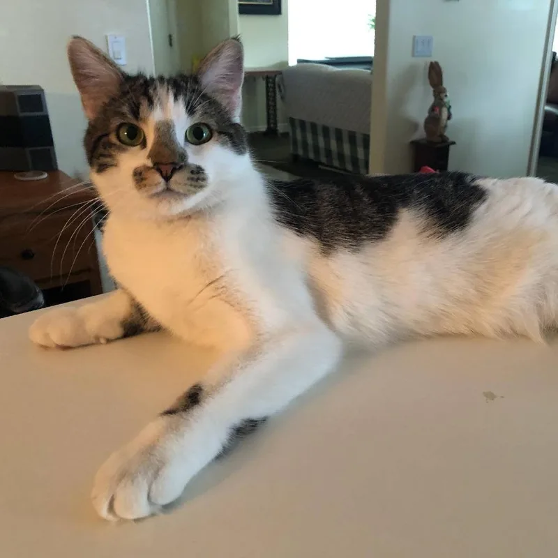 A young medium-sized female White Domestic Short Hair cat named Missy Hinckley for adoption in Eagle Mountain, UT