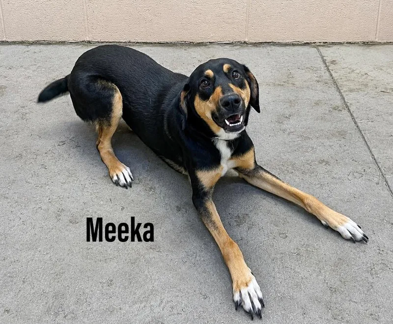 Meekah