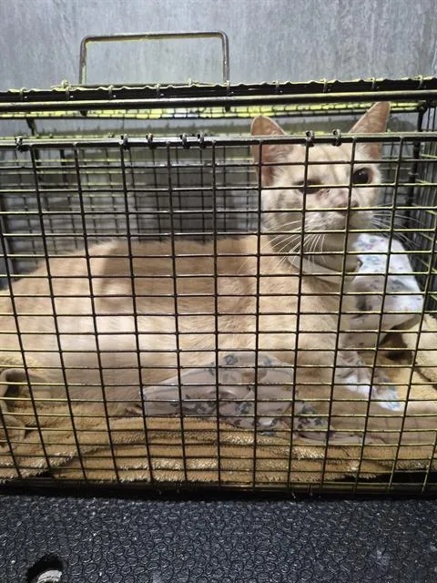A young large-sized female Domestic Short Hair cat named Young for adoption in San Antonio, TX