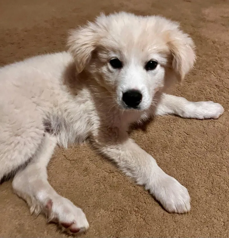 A baby large-sized male White / Cream Great Pyrenees dog named Chevy for adoption in Spring hill, TN