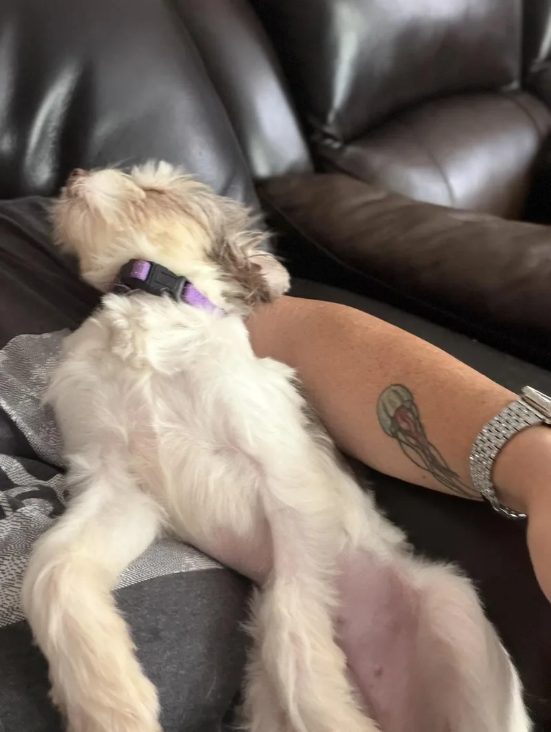 A young small-sized female White / Cream Havanese dog named Cindy Bear for adoption in Moore, OK