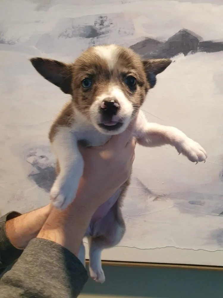 Baby Patsy thumbnail 4