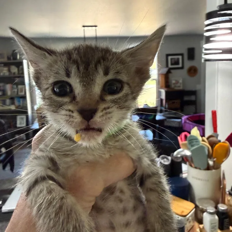 A baby small-sized male Gray / Blue / Silver Domestic Short Hair cat named Fettuchini for adoption in Ferndale, WA