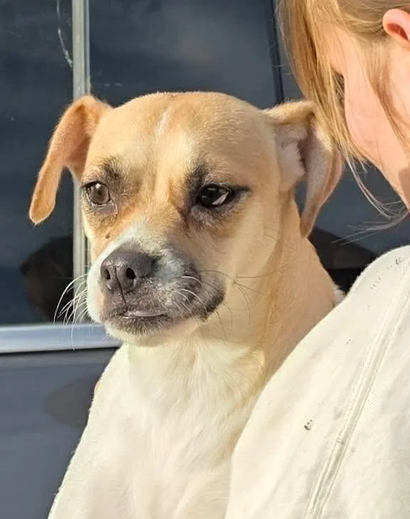 A young small-sized female Chihuahua dog named Jelly Bean for adoption in Mukwonago, WI