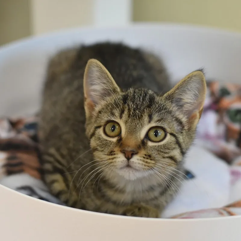 A baby small-sized female Brown / Chocolate Domestic Short Hair cat named Twyla for adoption in Mebane, NC