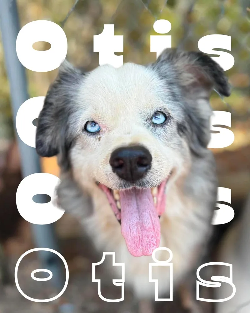 A senior medium-sized male Australian Shepherd dog named Otis for adoption in Redfield, AR
