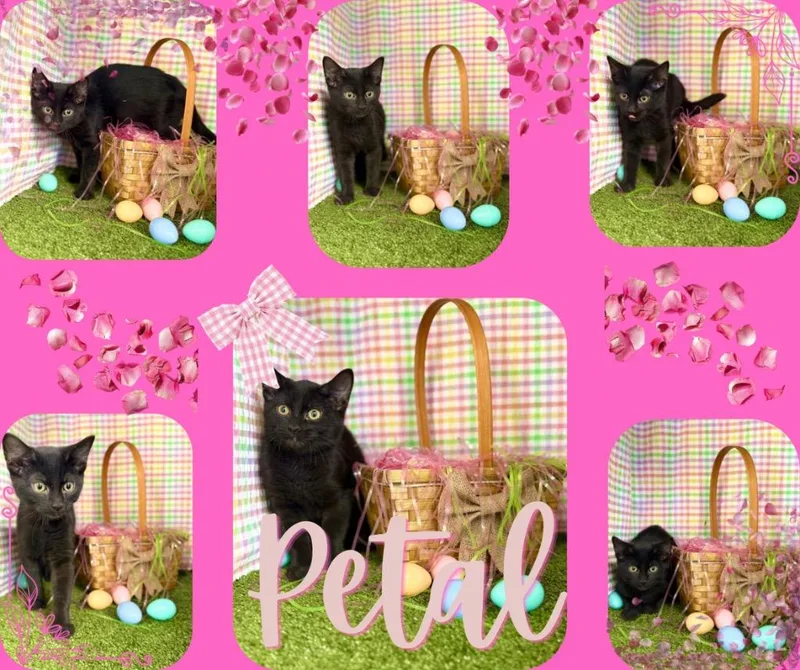 A baby small-sized female Domestic Short Hair cat named Petal for adoption in Hopkinsville, KY