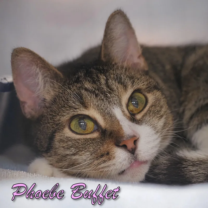 Phoebe Buffet thumbnail 2