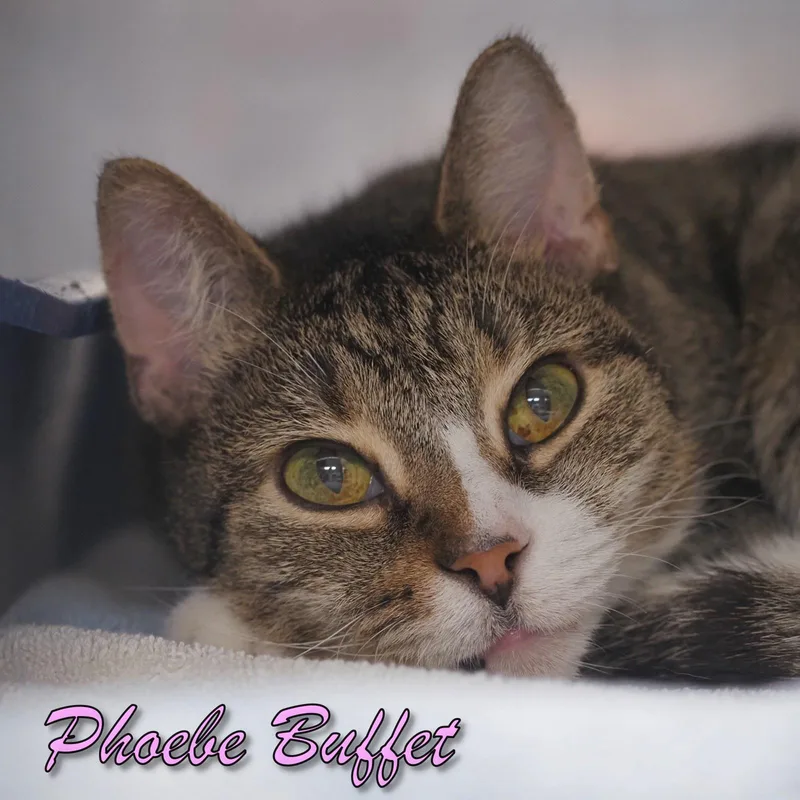Phoebe Buffet