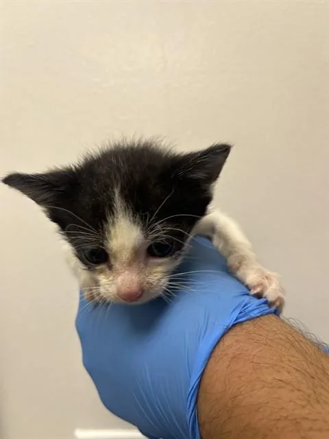 A baby small-sized male Domestic Short Hair cat named Logan for adoption in San Jose, CA