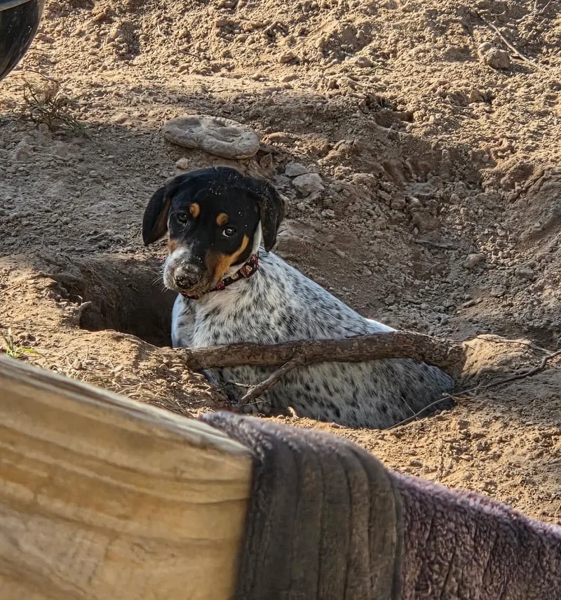 A baby medium-sized female Coonhound dog named Missy for adoption in Bryan, TX