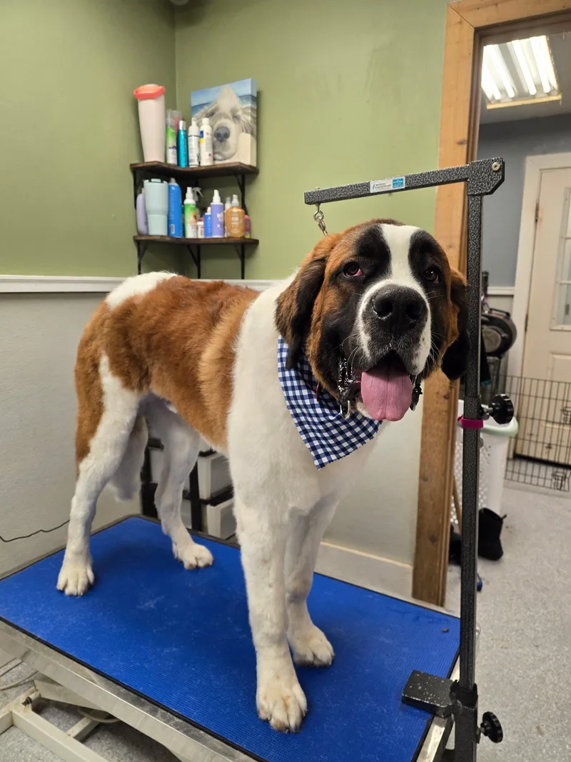 A young extra large-sized male Tricolor (Brown, Black, & White) Saint Bernard dog named Crosby for adoption in Pittsburgh, PA