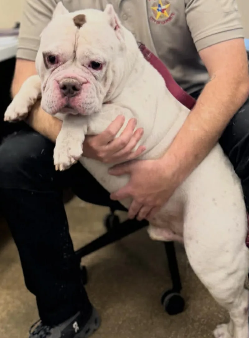 An adult medium-sized male American Bulldog dog named Achilles for adoption in Allen, TX