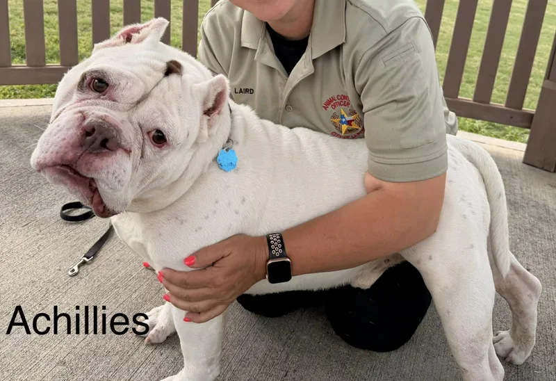 Achilles thumbnail 2