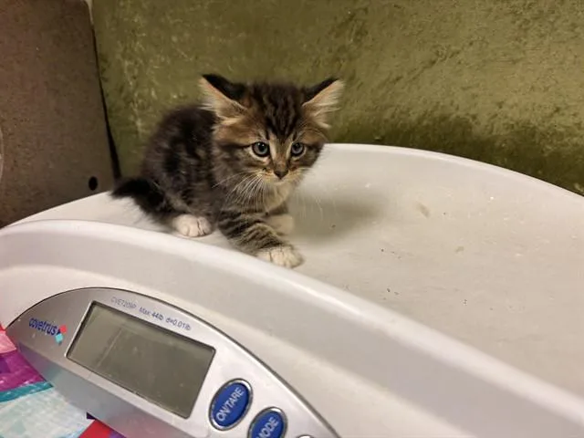 A baby small-sized female Domestic Short Hair cat named Mary for adoption in Riverside, CA