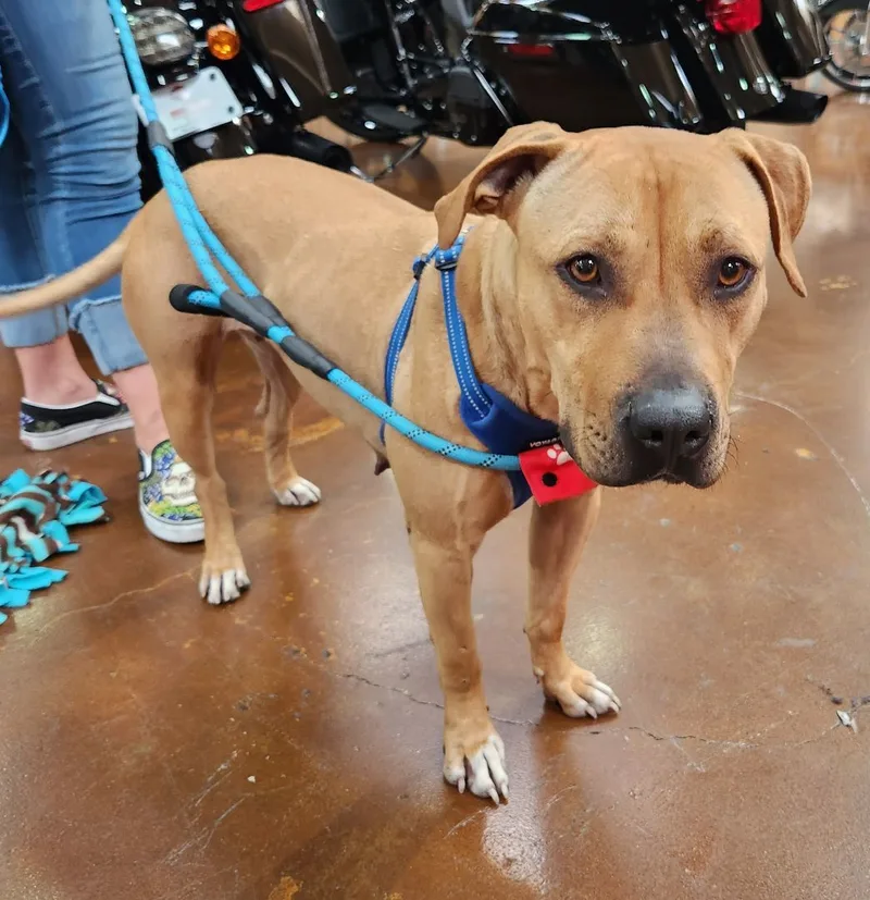 Honey Lemon thumbnail 2