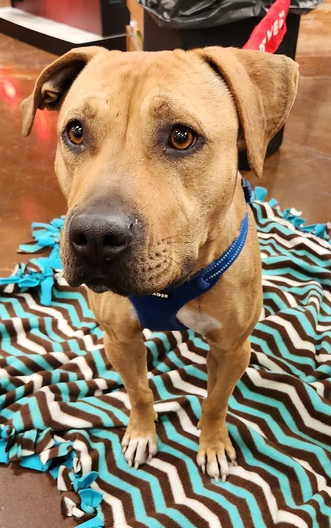 Honey Lemon thumbnail 3