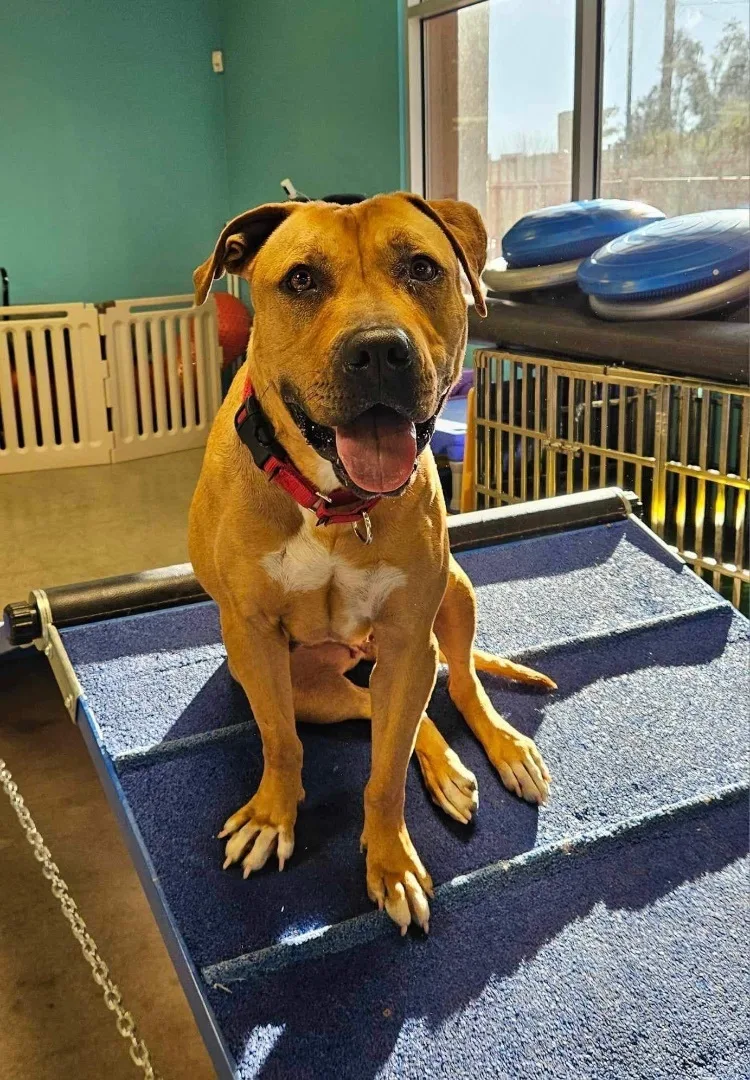 Honey Lemon thumbnail 4