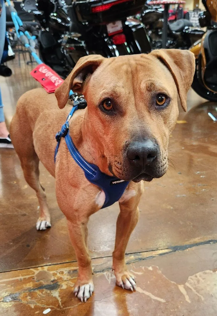 Honey Lemon thumbnail 5