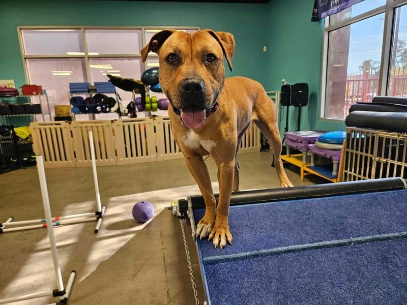 Honey Lemon thumbnail 6