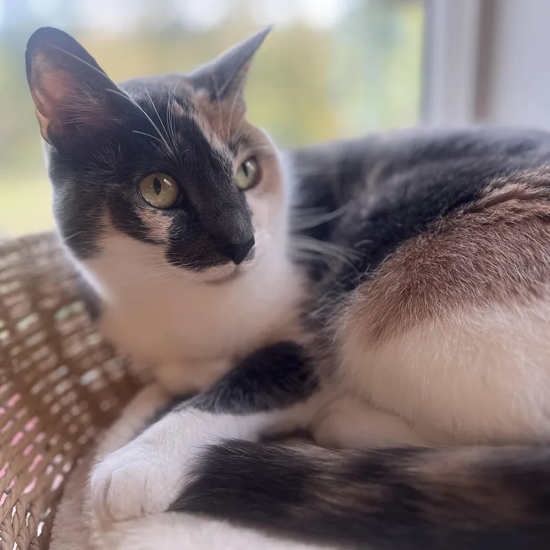 An adult medium-sized female Calico Domestic Short Hair cat named Marshmallow for adoption in Renton , WA