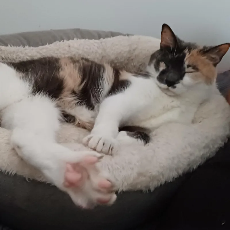 Marshmallow thumbnail 3