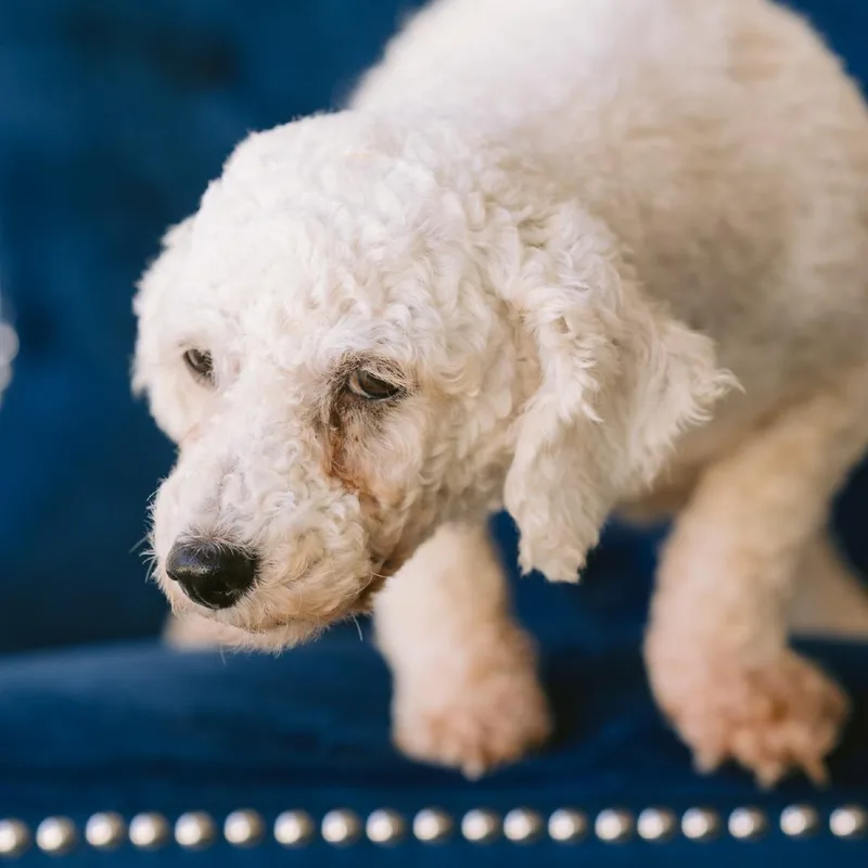 An adult small-sized female Bichon Frise dog named Daisy for adoption in Zionsville, IN