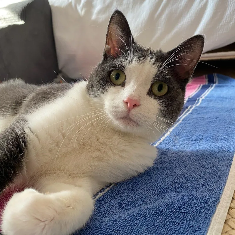 An adult medium-sized female Gray & White Domestic Short Hair cat named Luna for adoption in West Orange, NJ