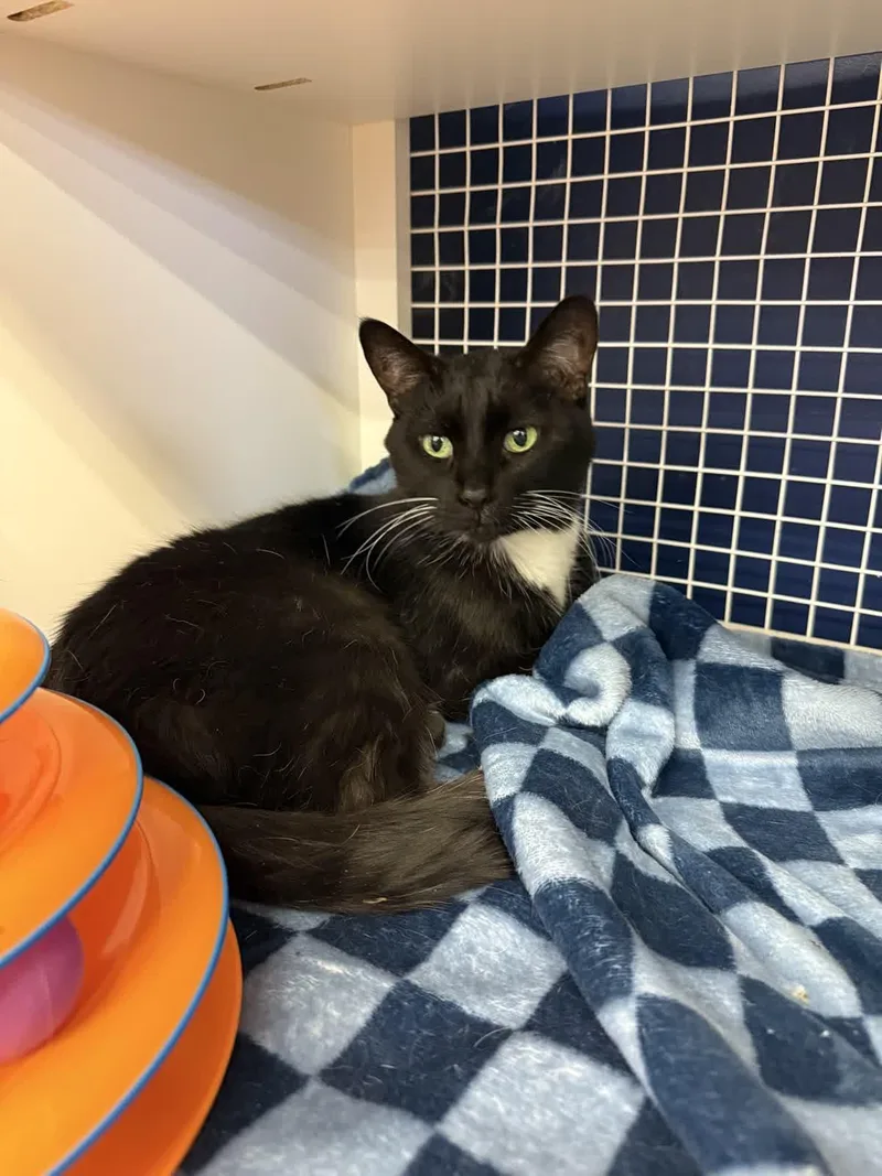 Jazzy Cr thumbnail 2