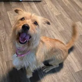 Joy  Please Read thumbnail 2