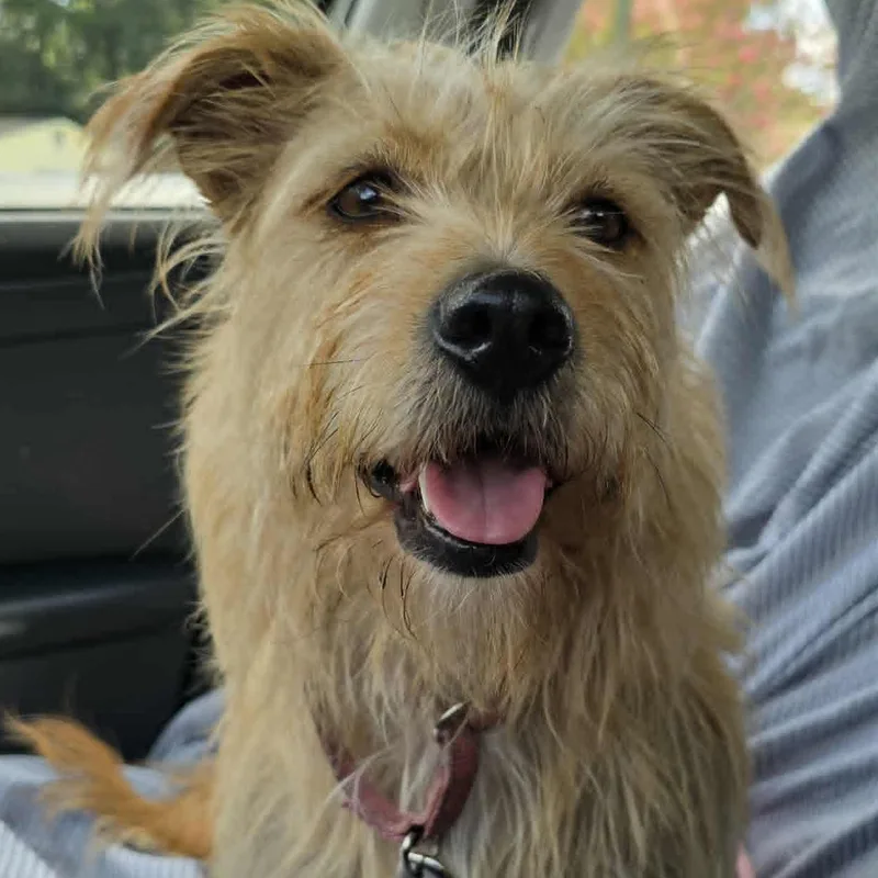 Joy  Please Read thumbnail 3