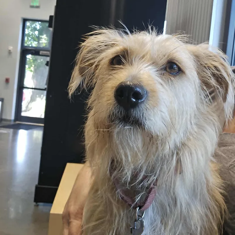 Joy  Please Read thumbnail 5