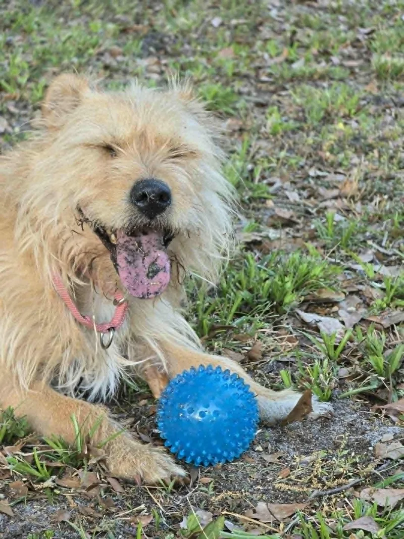 Joy  Please Read thumbnail 6