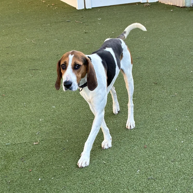 An adult medium-sized male American Foxhound dog named Boone for adoption in New Bedford, MA