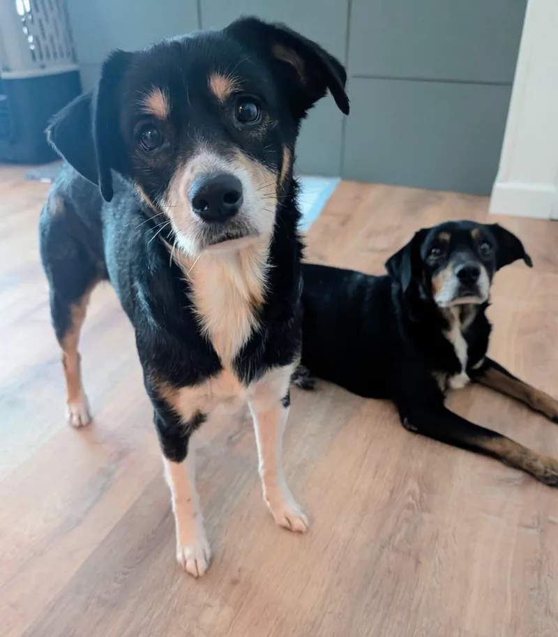 Sprout & Peanut thumbnail 6