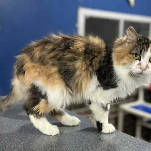 A young medium-sized female Calico Domestic Long Hair cat named Itzel for adoption in Tipp City, OH