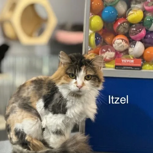 Itzel thumbnail 3