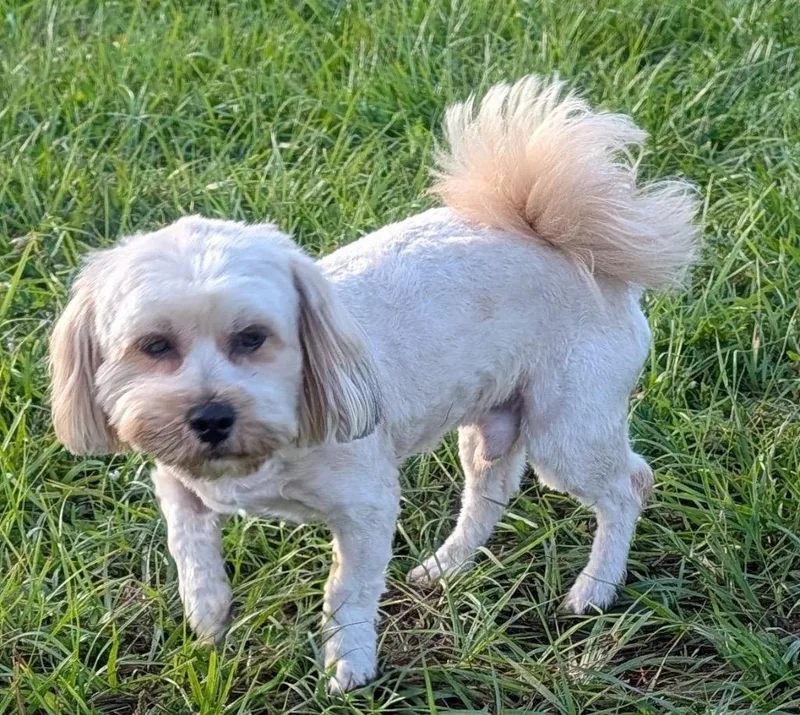 An adult small-sized male Maltese dog named Monchilb Sweet Boy! for adoption in Fort Myers, FL