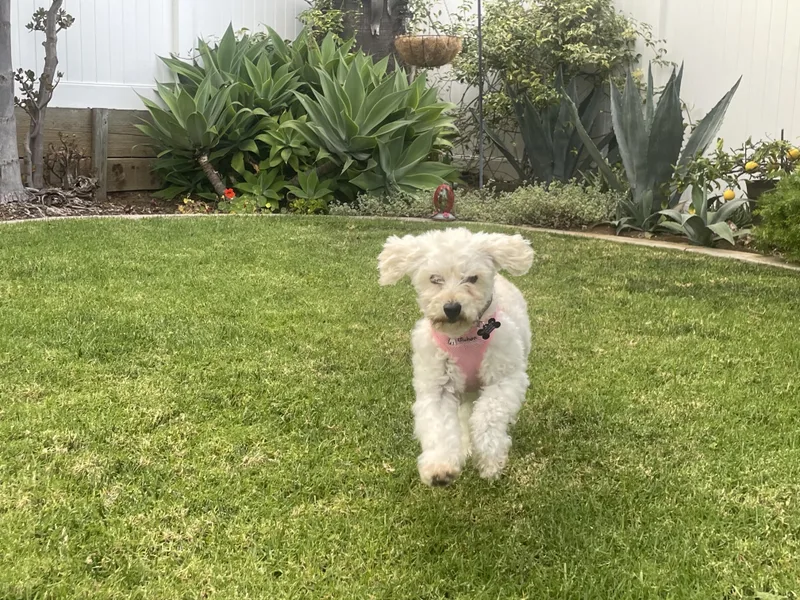 Darling Darci