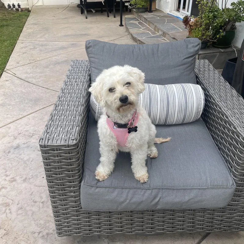 Darling Darci thumbnail 2