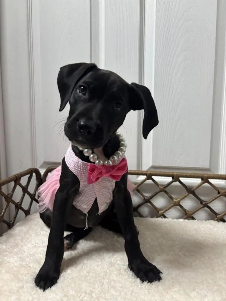 A baby medium-sized female Tricolor (Brown, Black, & White) Mixed Breed dog named Katie Bug for adoption in Dorr, MI