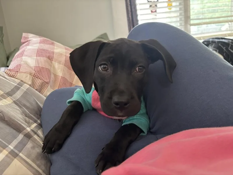 Katie Bug thumbnail 3