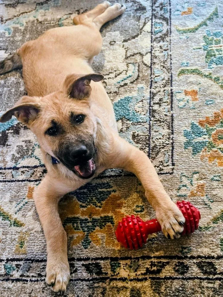 A baby medium-sized male Shepherd dog named Porkchop for adoption in Shawnee, OK