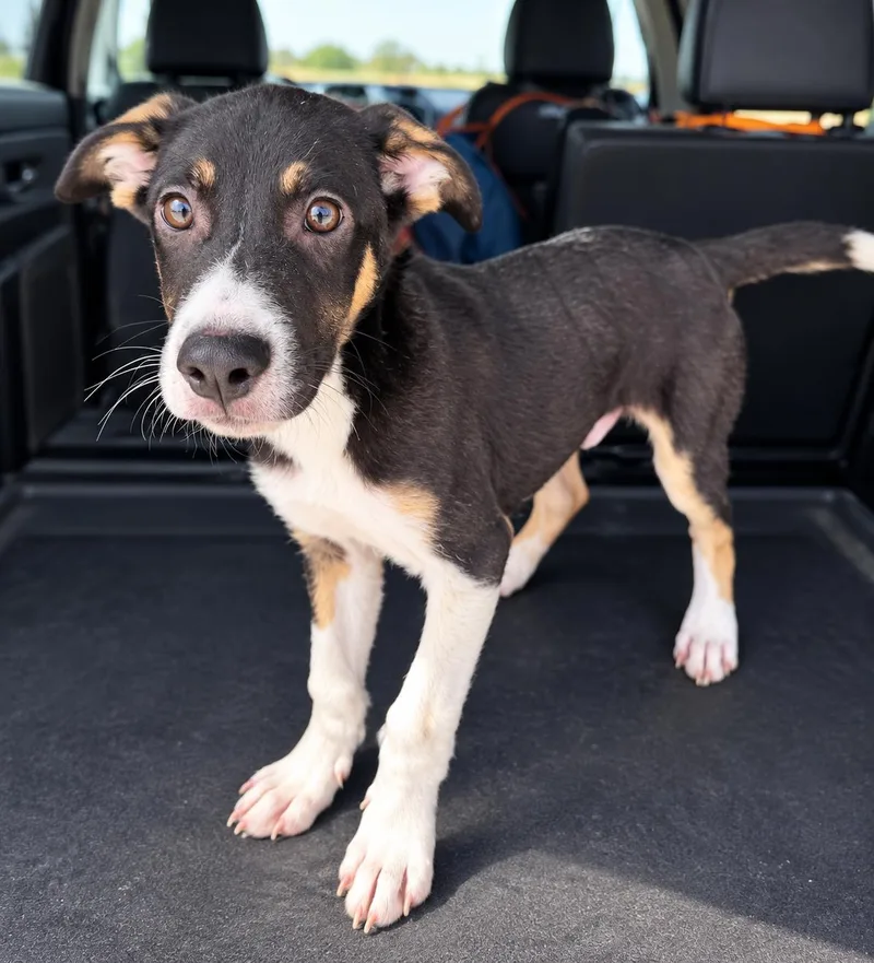 A baby medium-sized male Shepherd dog named Wade for adoption in Uxbridge, MA