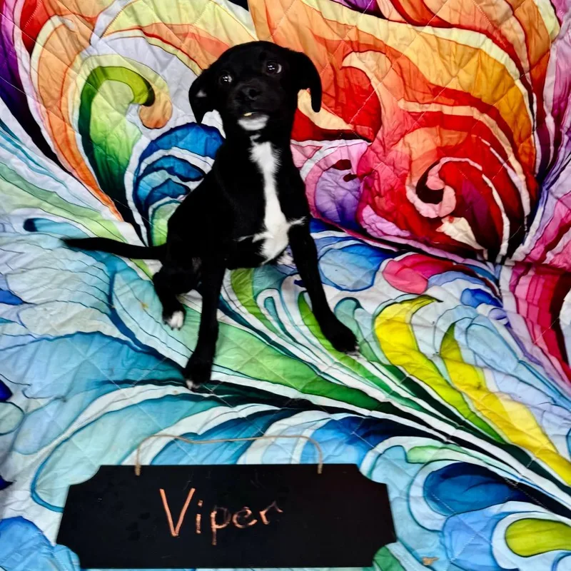 A young small-sized male Black Chihuahua dog named Viper for adoption in Franklin, NC