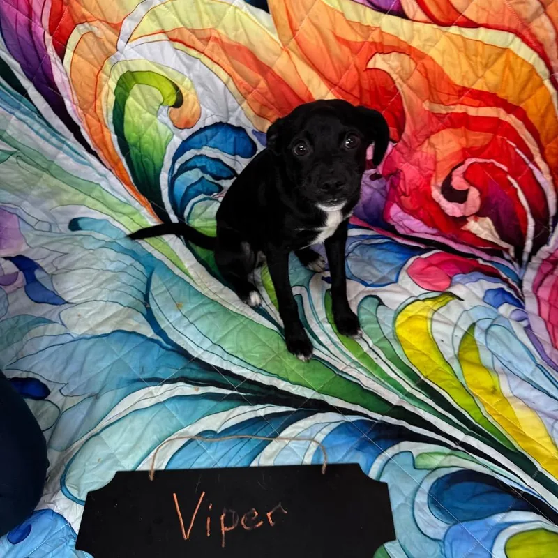 Viper thumbnail 3