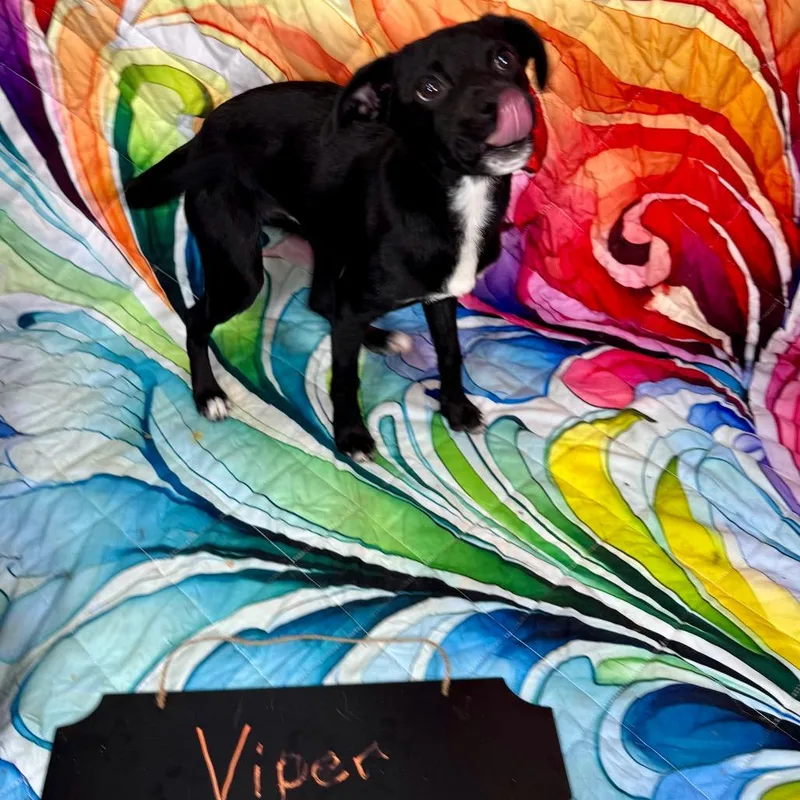 Viper thumbnail 6