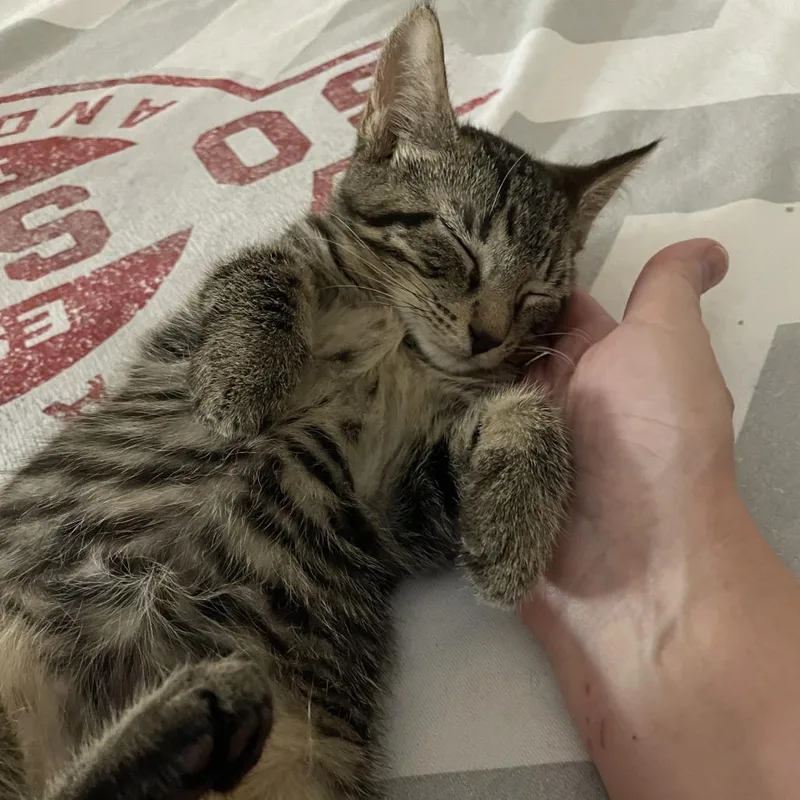 A baby small-sized female Brown / Chocolate Domestic Short Hair cat named Lark for adoption in Fort Lauderdale, FL